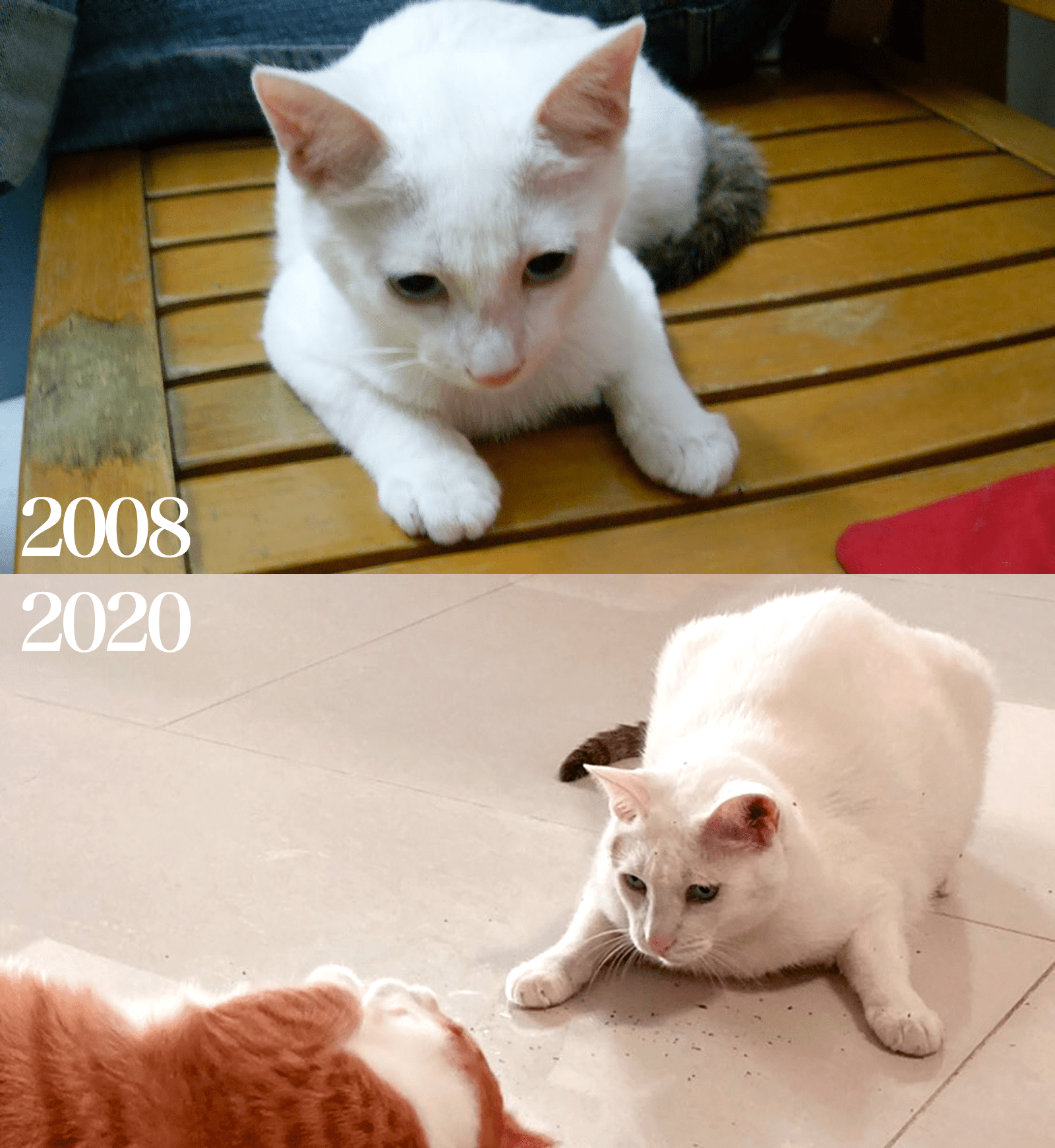 摳摳12歲生日了！大家有參加#HowMuchHaveYouChangedChallenge了嗎？