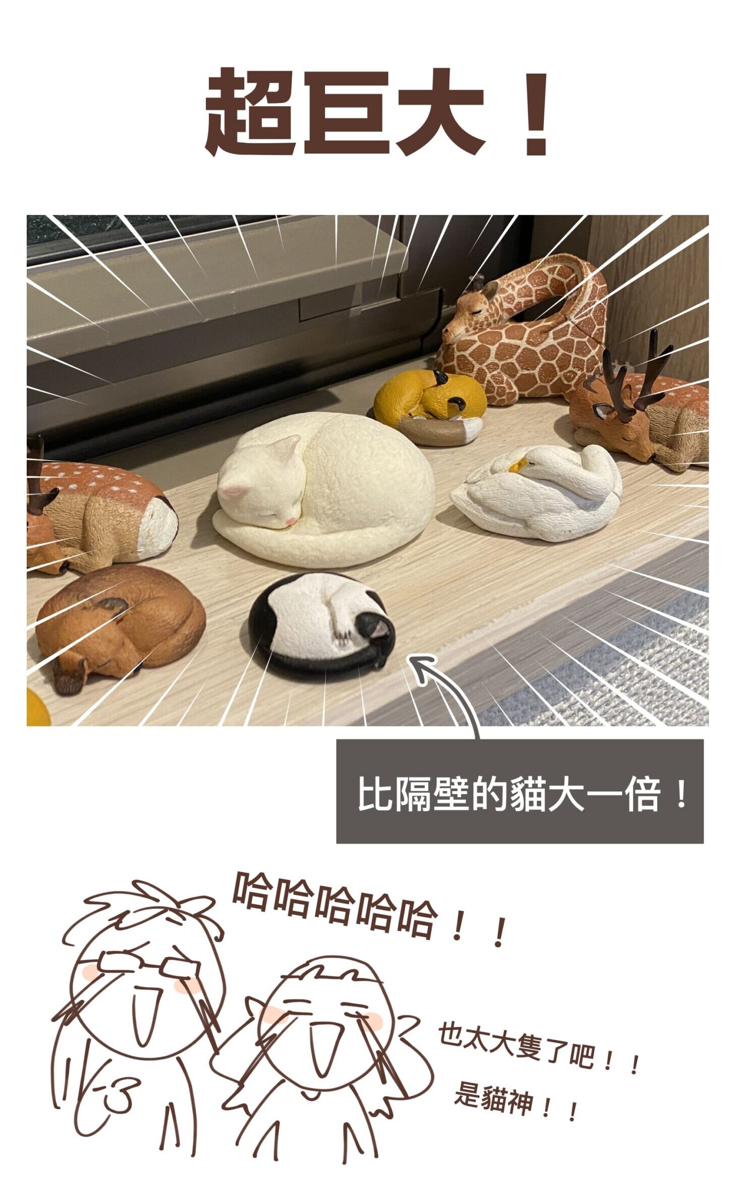 超巨大！
比隔壁的貓大一倍！
哈哈哈哈哈！！
也太大隻了吧！！
是貓神！！